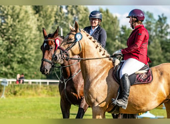 Más caballos centroeuropeos, Yegua, 7 años, 165 cm, Palomino