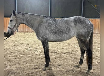 Más caballos centroeuropeos, Yegua, 7 años, 165 cm, Tordo