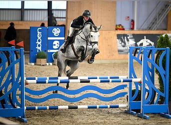 Más caballos centroeuropeos, Yegua, 7 años, 166 cm, Tordo rodado