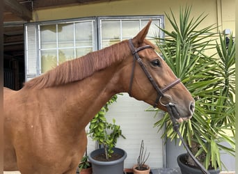Más caballos centroeuropeos, Yegua, 7 años, 167 cm, Alazán