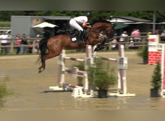 Más caballos centroeuropeos, Yegua, 7 años, 167 cm, Castaño