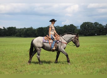 Más caballos centroeuropeos, Yegua, 7 años, 168 cm, Ruano azulado