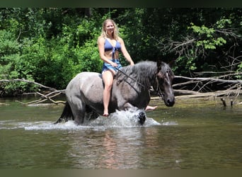 Más caballos centroeuropeos, Yegua, 7 años, 168 cm, Ruano azulado