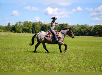 Más caballos centroeuropeos, Yegua, 7 años, 168 cm, Ruano azulado