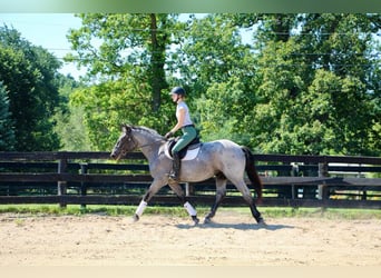 Más caballos centroeuropeos, Yegua, 7 años, 168 cm, Ruano azulado