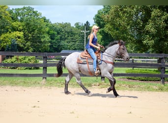 Más caballos centroeuropeos, Yegua, 7 años, 168 cm, Ruano azulado