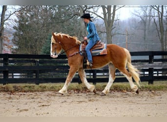 Más caballos centroeuropeos, Yegua, 7 años, 170 cm, Alazán-tostado