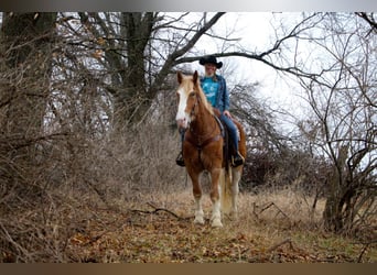 Más caballos centroeuropeos, Yegua, 7 años, 170 cm, Alazán-tostado