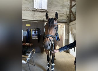 Más caballos centroeuropeos, Yegua, 7 años, 170 cm, Castaño