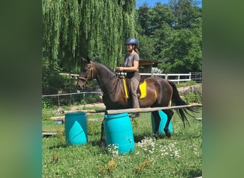 Más caballos centroeuropeos, Yegua, 8 años, 152 cm, Castaño oscuro