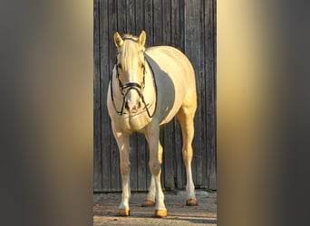 Más caballos centroeuropeos, Yegua, 8 años, 154 cm, Palomino