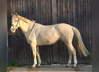 Más caballos centroeuropeos, Yegua, 8 años, 154 cm, Palomino