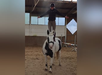 Más caballos centroeuropeos, Yegua, 8 años, 155 cm, Pío