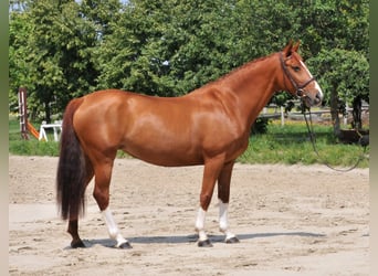 Más caballos centroeuropeos, Yegua, 8 años, 160 cm, Alazán