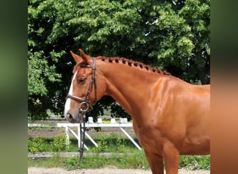 Más caballos centroeuropeos, Yegua, 8 años, 160 cm, Alazán