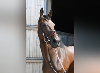 Más caballos centroeuropeos, Yegua, 8 años, 162 cm, Castaño