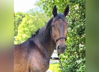Más caballos centroeuropeos, Yegua, 8 años, 162 cm, Castaño oscuro