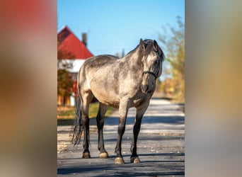 Más caballos centroeuropeos, Yegua, 8 años, 163 cm, Buckskin/Bayo