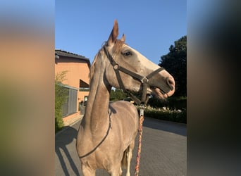 Más caballos centroeuropeos Mestizo, Yegua, 8 años, 164 cm, Tordo ruano