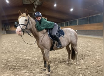 Más caballos centroeuropeos Mestizo, Yegua, 8 años, 164 cm, Tordo ruano