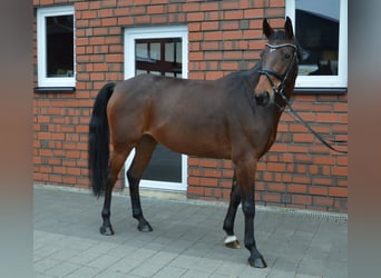 Más caballos centroeuropeos Mestizo, Yegua, 8 años, 165 cm, Castaño