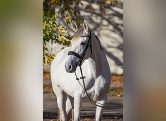 Más caballos centroeuropeos, Yegua, 8 años, 165 cm, Tordo