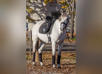 Más caballos centroeuropeos, Yegua, 8 años, 165 cm, Tordo