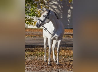 Más caballos centroeuropeos, Yegua, 8 años, 165 cm, Tordo