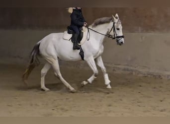 Más caballos centroeuropeos, Yegua, 8 años, 165 cm, Tordo