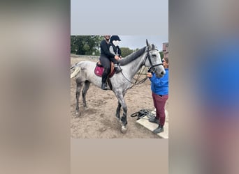 Más caballos centroeuropeos, Yegua, 8 años, 165 cm, Tordo