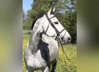 Más caballos centroeuropeos, Yegua, 8 años, 167 cm, Tordo