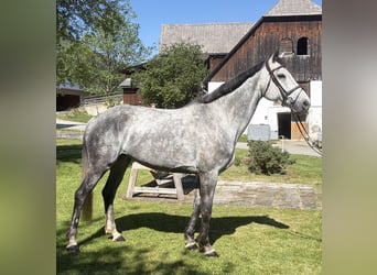 Más caballos centroeuropeos, Yegua, 8 años, 167 cm, Tordo