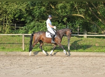 Más caballos centroeuropeos, Yegua, 8 años, 168 cm, Castaño oscuro