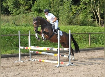 Más caballos centroeuropeos, Yegua, 8 años, 168 cm, Castaño oscuro