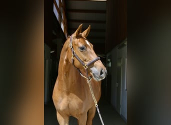 Más caballos centroeuropeos, Yegua, 8 años, 169 cm, Alazán