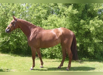 Más caballos centroeuropeos, Yegua, 8 años, 169 cm, Alazán