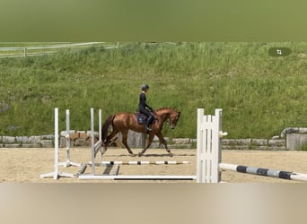 Más caballos centroeuropeos, Yegua, 8 años, 169 cm, Alazán