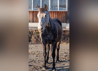 Más caballos centroeuropeos, Yegua, 8 años