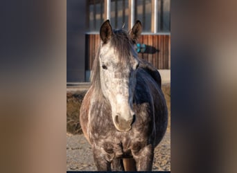 Más caballos centroeuropeos, Yegua, 8 años