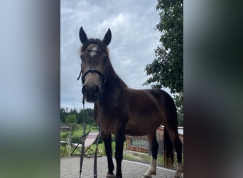 Más caballos centroeuropeos, Yegua, 8 años