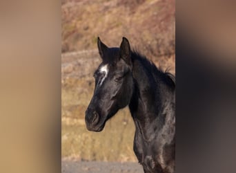 Más caballos centroeuropeos, Yegua, 8 años