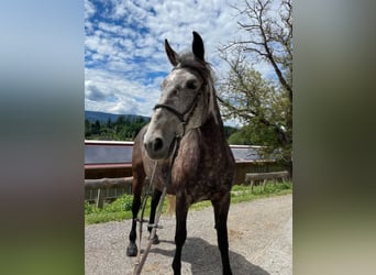 Más caballos centroeuropeos, Yegua, 8 años