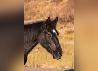 Más caballos centroeuropeos, Yegua, 8 años