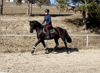 Más caballos centroeuropeos, Yegua, 9 años, 158 cm, Negro