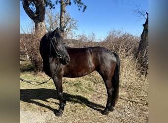 Más caballos centroeuropeos, Yegua, 9 años, 158 cm, Negro