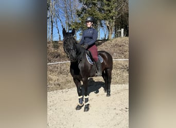 Más caballos centroeuropeos, Yegua, 9 años, 158 cm, Negro