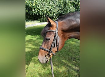 Más caballos centroeuropeos, Yegua, 9 años, 160 cm, Castaño oscuro