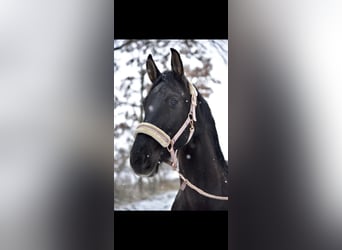 Más caballos centroeuropeos, Yegua, 9 años, 160 cm, Negro