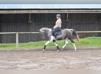 Más caballos centroeuropeos, Yegua, 9 años, 160 cm, Porcelana