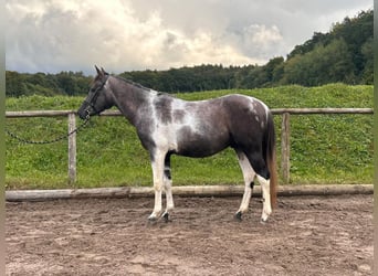 Más caballos centroeuropeos, Yegua, 9 años, 160 cm, Porcelana